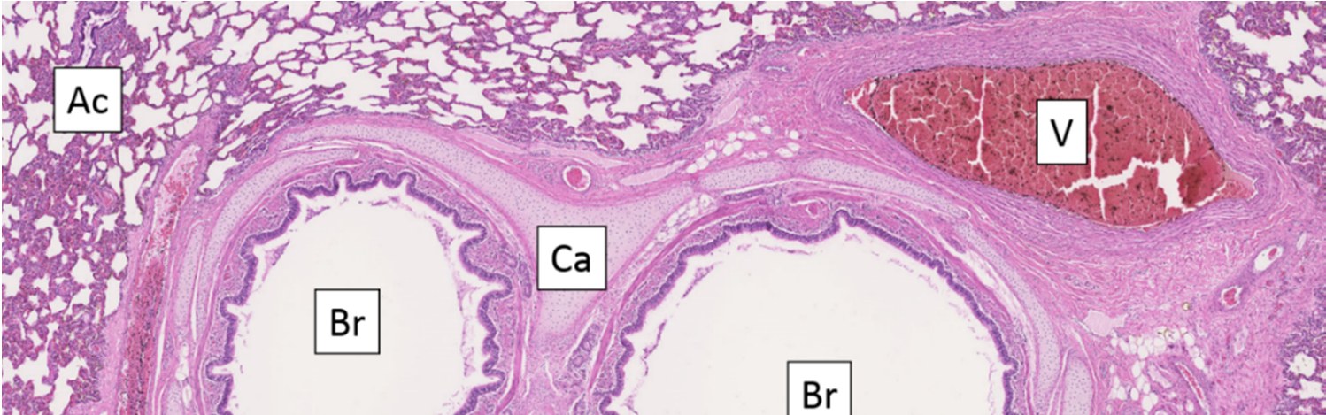 Six hours of cold air, lung tissue intact